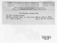 Puccinia circaeae image